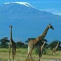 肯亞國家公園的長頸鹿，後頭山頭的白雪因全球暖化逐漸削減中。（圖片來源：Kenya Adventures）