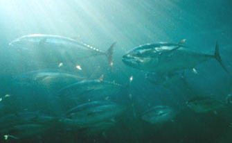 黑鮪魚。Greg Skomal攝影。照片來源：NOAA