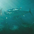 黑鮪魚（圖片來源： NOAA）