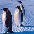 南極的國王企鵝（圖片來源： NOAA）