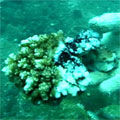 被殘骸鐵片撞斷的珊瑚