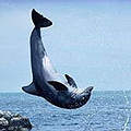海豚成為瀕危物種。（圖片來源：ENS）