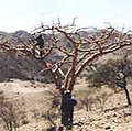 非洲之角的乳香樹（圖片來源：Wageningen University）