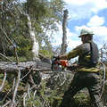 美工人在砍被強風吹倒的樹（圖片來源：USFS）