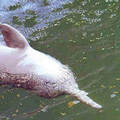 長江豚（圖片來源： SEPA）