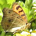 圖3　夏天的孔雀蛺蝶，側面看過去有好幾顆大小不同的圓斑。