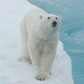 北極熊正在消失（圖片來源：NOAA Arctic Research Office）