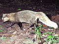 科學家在坦尚尼亞高地拍攝到貓鼬（Mongoose）（圖片來源：Wildlife Conservation Society）