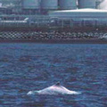 中國的長江白鰭豚已宣告滅絕，那我們的中華白海豚呢？（相片：楊世主提供）