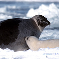 格陵蘭海豹