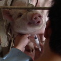 替蘭嶼豬抽血檢測DNA