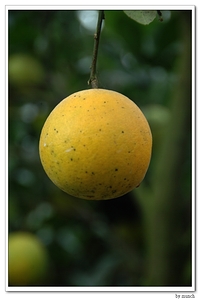 一顆顆黃澄澄的柳丁，包含著太多珍惜土地的芬芳 