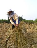 正在摠草的農婦(攝影：Arkun)