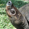 紅樹林水龜（圖片來源：Asian Turtle Conservation Network）