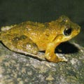 日本樹蛙 