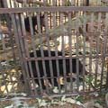 非法捕捉亞洲黑熊 