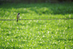 棕背伯勞（圖片來源：Flickr； JamesFung攝）
