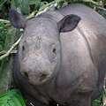 Bukit Barisan Selatan 國家公園內的蘇門達臘犀牛 (照片來源: WWF-Indonesia)