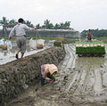 水圳供養著土地，跟農人的汗水結合在一起