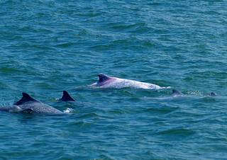 環保團體希望，將來西海岸可以常常見到中華白海豚全家福；(照片提供：中華鯨豚協會