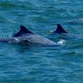 環保團體希望，將來西海岸可以常常見到中華白海豚全家福。 照片提供：中華鯨豚協會 