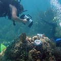 研究人員在國家公園進行珊瑚研究（圖片來源：NPS；攝影：Richard Curry ）