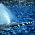 在美國奧勒岡海域的瀕危藍鯨（圖片來源：OSU/NOAA；攝影：B. Lagerquist）