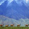 西藏羚羊在喜馬拉雅山下漫步 照片來源: CITES Management Authority of China
