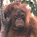 印尼非法伐木造成紅毛猩猩棲地快速流失。（圖片來源：UNEP）