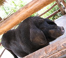 這不是侏儒豬，是泰北的黑豬豬。(攝影：懷特森)