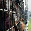 牢籠中的紅毛猩猩 照片來源: 柯金源(紀錄片導演)