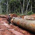 綠色和平組織已警示公民社會，剛果雨林目前所受到非法砍伐的面積，已近乎7個比利時大小。(圖片來源：WCS，攝影：David Wilkie )