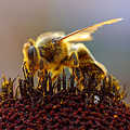 蜜蜂是蔬果授粉的重要媒介，對人類食物來源影響重大。（圖片來源：Wikipedia）