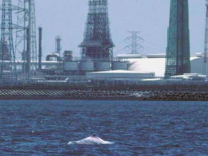 白海豚棲地緊鄰沿海工業區圖為台塑六輕（楊世主提供）