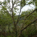 水社柳是木本植物，生長高度可達23公尺