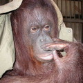 紅毛猩猩麥克，曾經是電視明星
