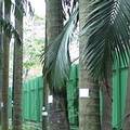 台北市教育局將大王椰子列為受保護老樹，民眾質疑不護大樹護小樹（圖片來源：游藝）