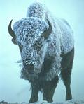 黃石公園野牛（圖片來源： FWS）