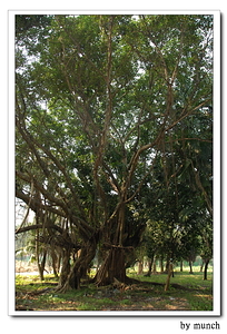 松菸最壯觀的樹，印度麵包樹
