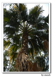 松菸最天真的樹，亞歷山大椰子