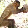 巴西僧帽猴正用石頭敲擊堅果(照片來源:Marino G. de Oliveira, Fundação BioBrasil)