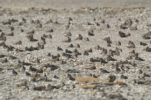 部份有牡蠣殼散佈的地方是水鳥重要的棲息環境，不但可以降低沙塵暴的影響，還可以創造出水鳥的棲息環境