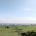 白鷺鷥與水牛交織的田園景象
