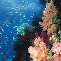 澳洲大堡礁珊瑚礁受氣候變遷威脅（圖片來源：Great Barrier Reef Marine Park Authority）