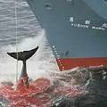 日本捕鯨船於2006年1月在南洋捕小鬚鯨(照片來源:Greenpease)