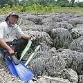 ㄧ位科學家在印尼Simeulue發現隆起的珊瑚礁(照片來源: Wildlife Conservation Society)