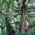 Sazasa擁有一片珍貴的楠榕巨木群，是台灣碩果僅存的中低海拔原始林。(攝影：單德榕)