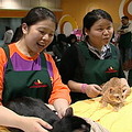 台北市流浪貓保護協會志工