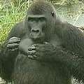 ㄧ隻生存於剛果盆地的低地猩猩( 照片來源:WCS)