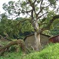 遭填廢土的百年老樟樹，已不復以往枝繁葉茂。林松億攝